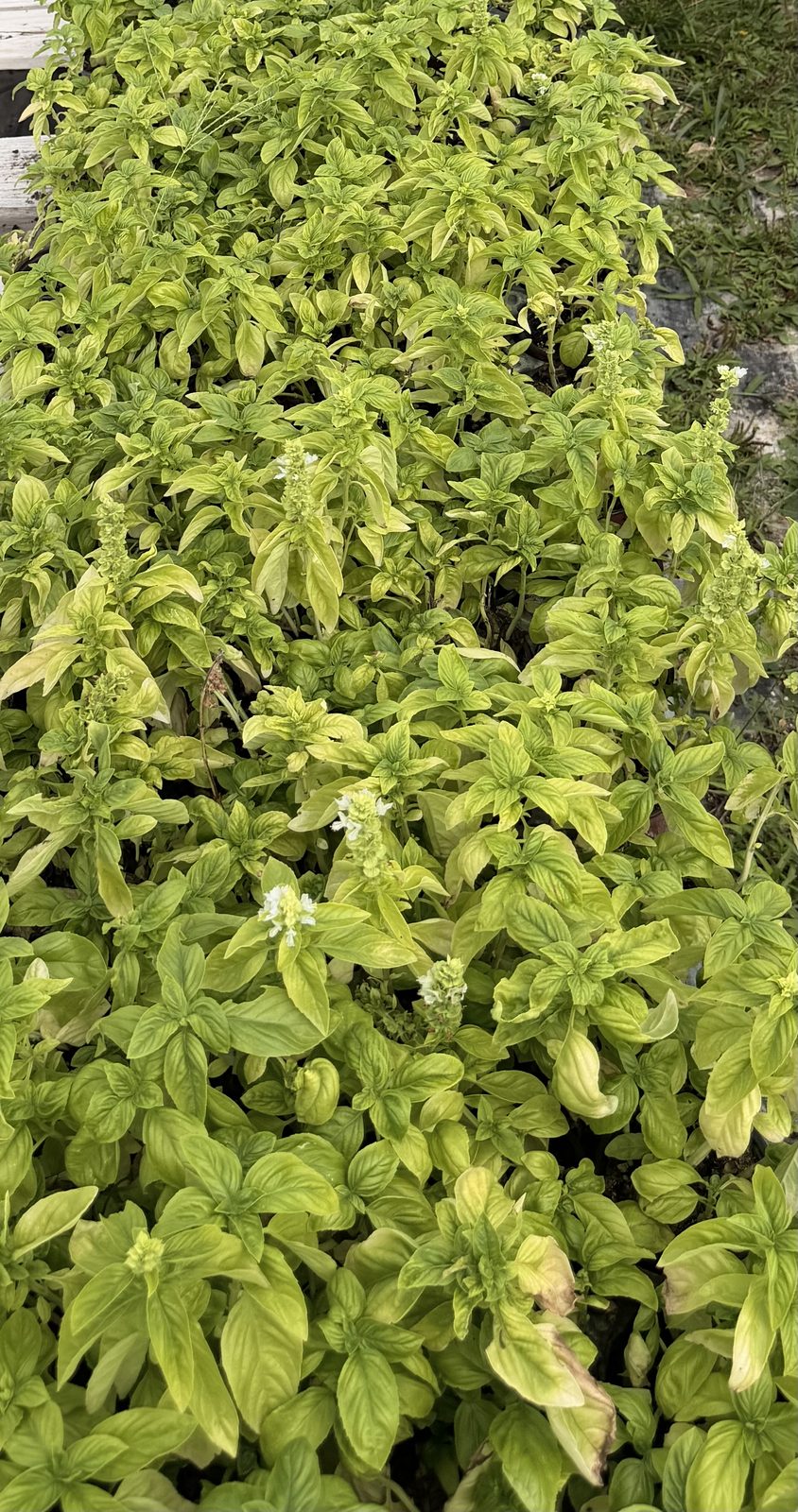 A dense bed of sweet basil in full flush, starting to flower
