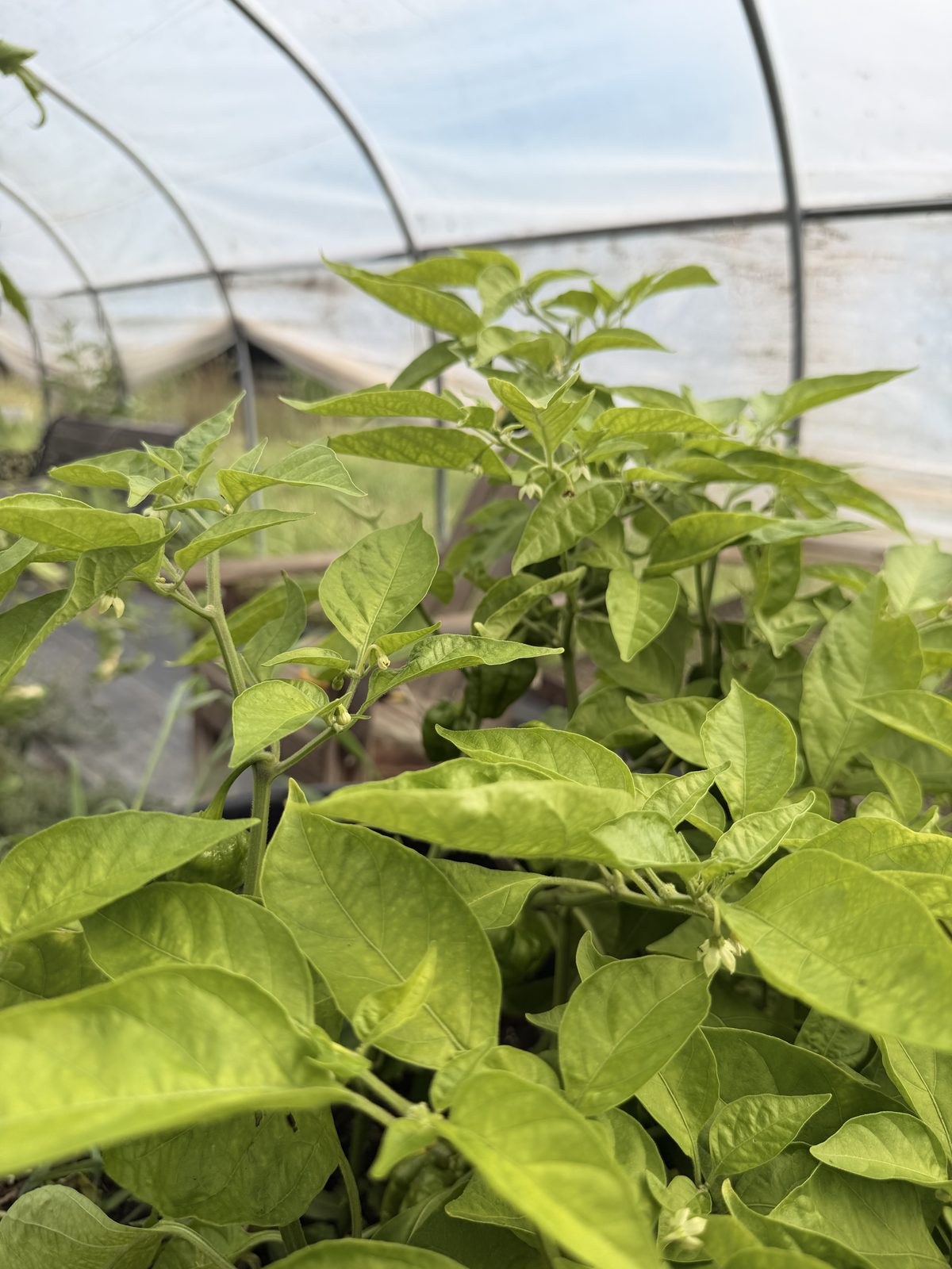 Summer growing beds thick with green plants inside the high tunnel