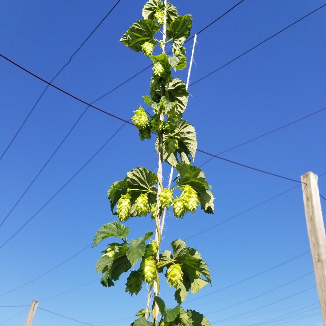 A hop bine loaded with cones climbing twine against a blue summer sky