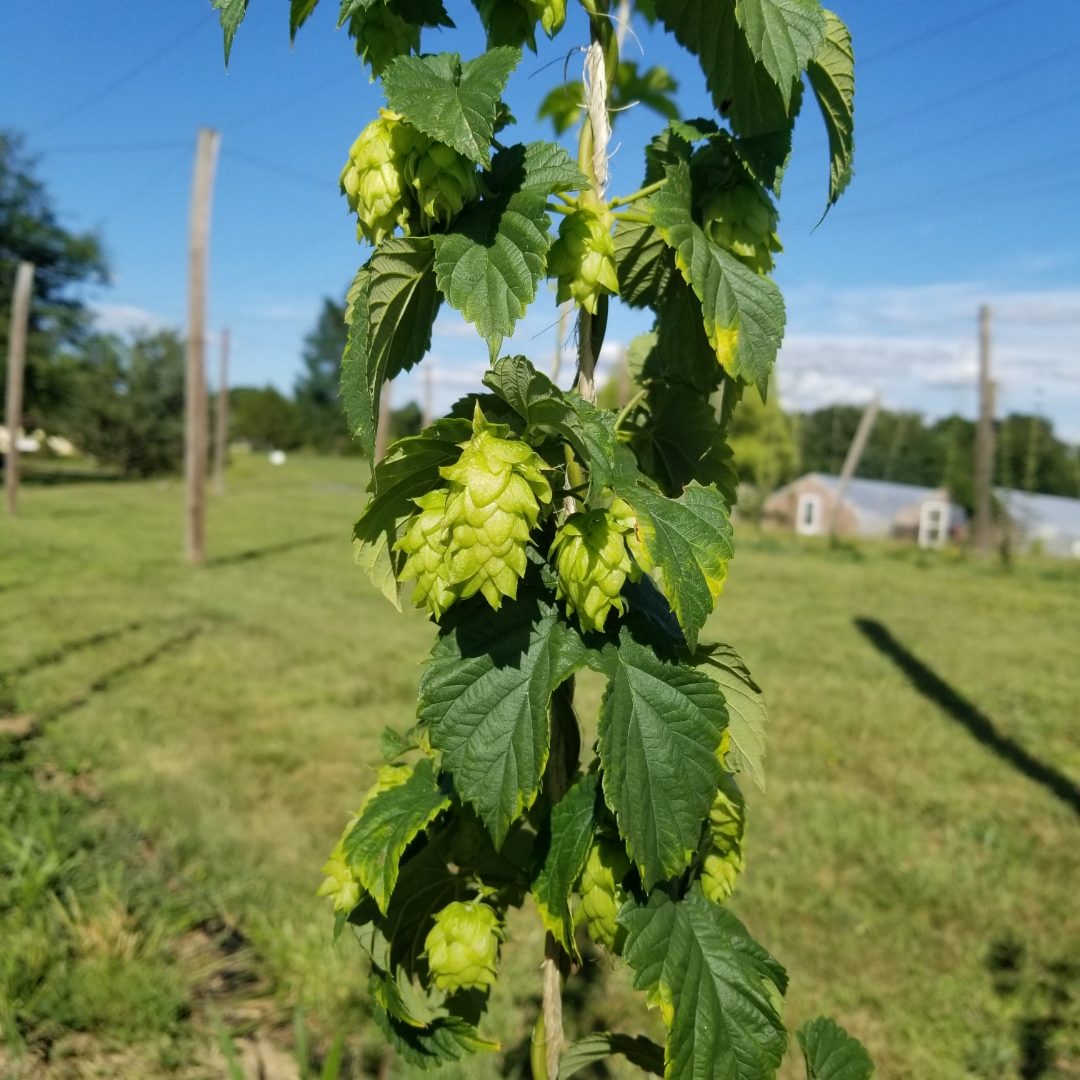 Hop cones hanging from a bine in the hop yard, trellis poles and farm buildings behind