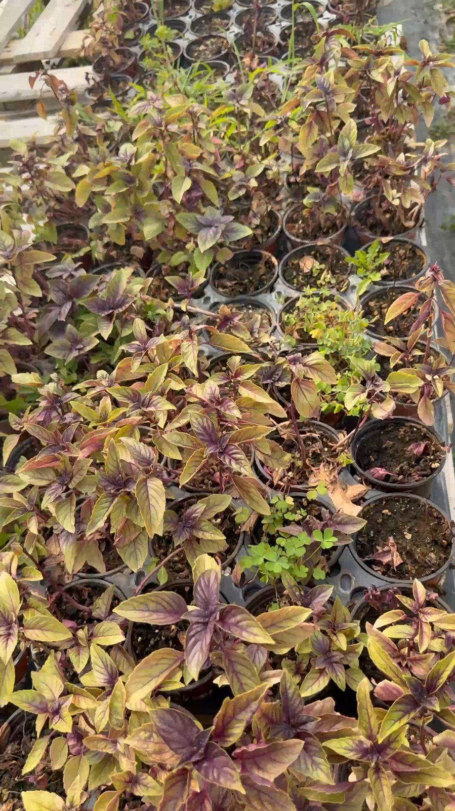 Trays of potted red basil with deep purple-veined leaves
