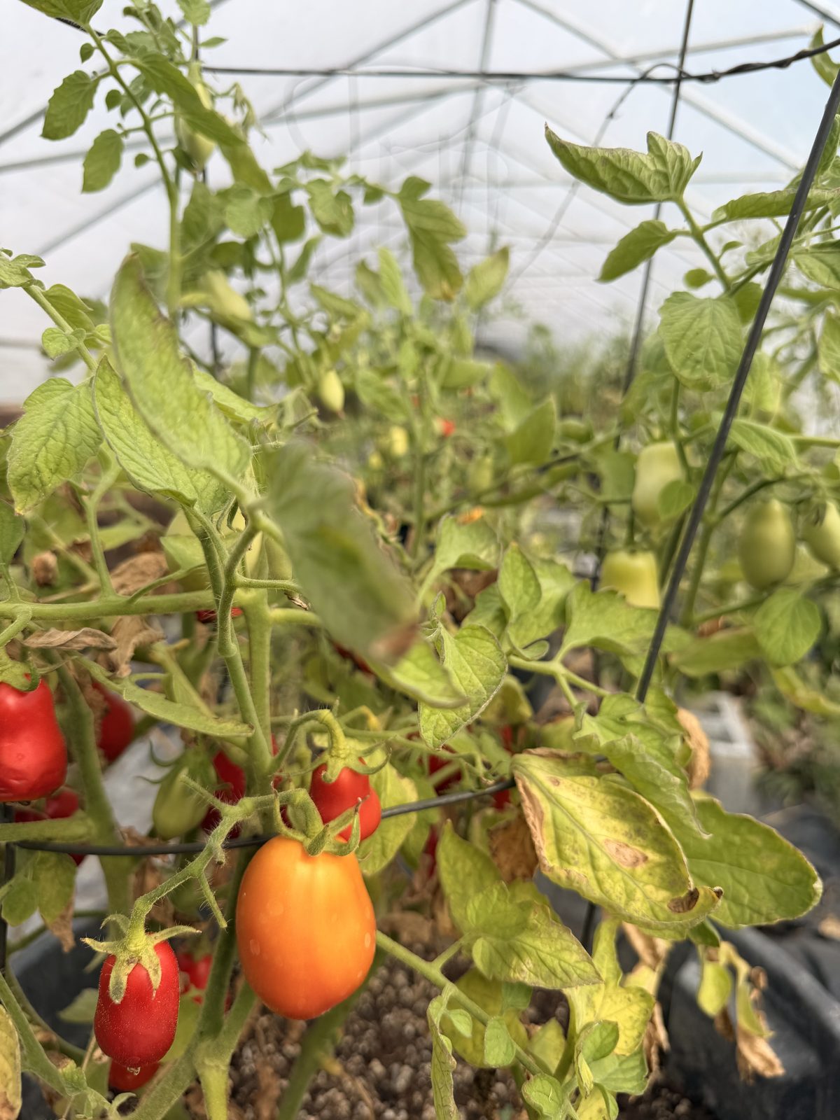 Roma tomatoes ripening from green to orange and red on the vine